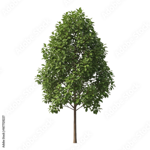 Single Rubber Tree with Dense Crown and Slender Trunk