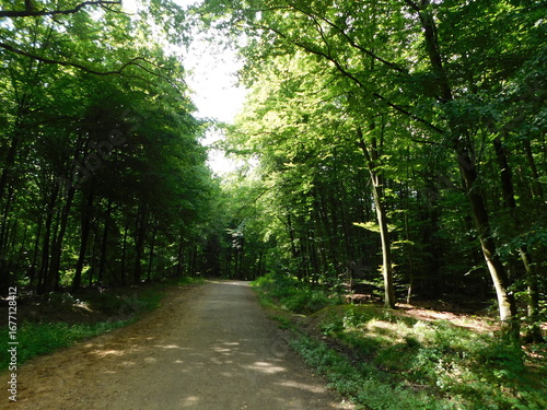 road in the forest