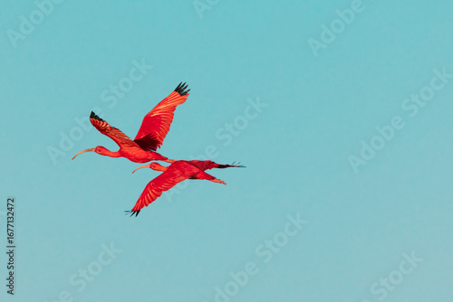 couple of scarlet ibis flying in turquoise sky
