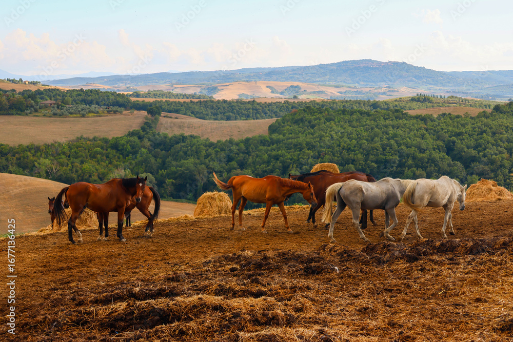 Obraz premium Scenes of Tuscany 2025