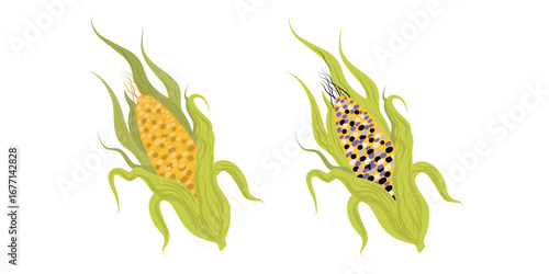 Corn ear illustration pair, Corn husk clipart, Maize ear vector