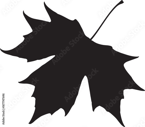 Sycamore Leaf in silhouette white background.