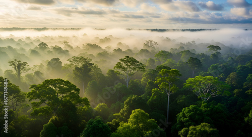 Aerial Panoramic Lush Green Amazon Rainforest Landscape Scenery in Morning Mist