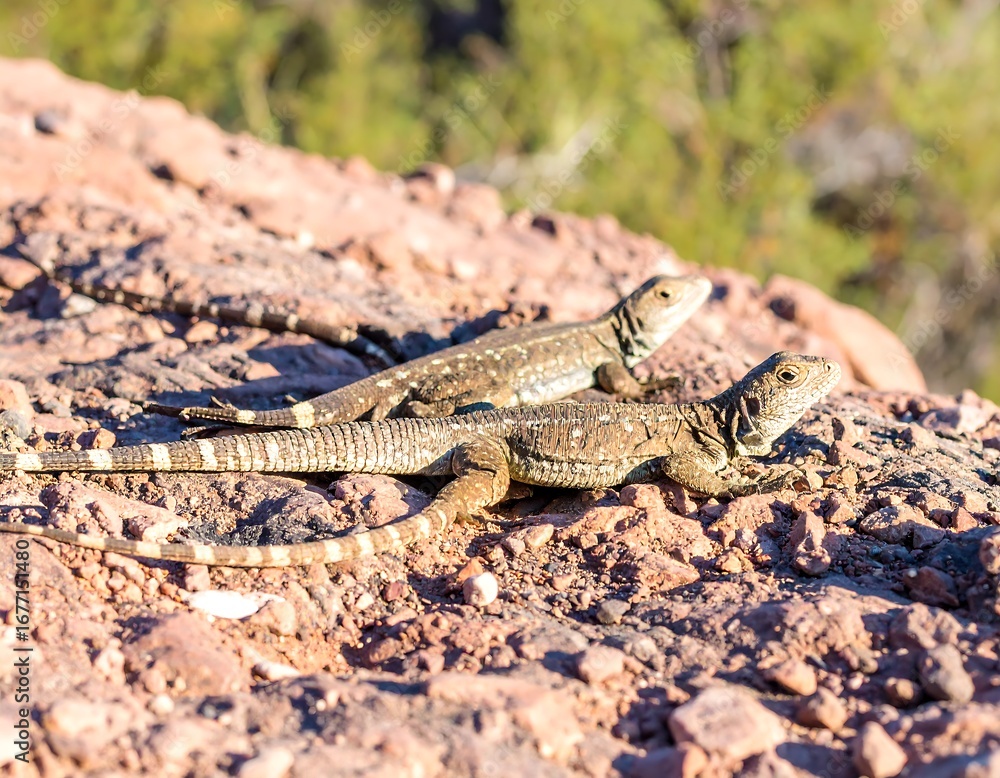 Fototapeta premium Lizards on Desert Rock
