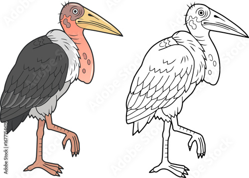 African bird marabou, coloring page