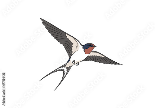 Barn swallow bird flying through open sky majestic avian creature graceful wings in full flight