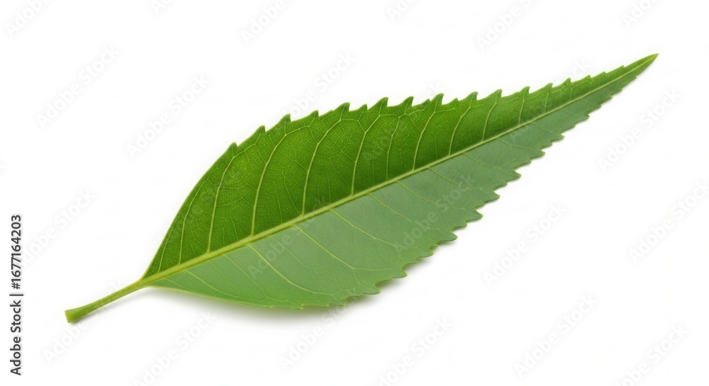 Fototapeta premium Isolated Green Leaf with Serrated Edges on White Background showcasing Natural Beauty