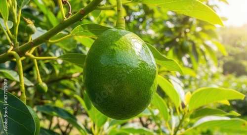 Fresh green avocado growing on the tree surrounded by vibrant green leaves a healthy tropical