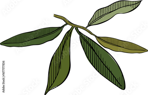 olive branch icon, vector olive green leaf Vector graphic line ink colored illustration. design for fashion graphics, textile prints, fabrics, wallpapers. pajamas, wrapping papers.