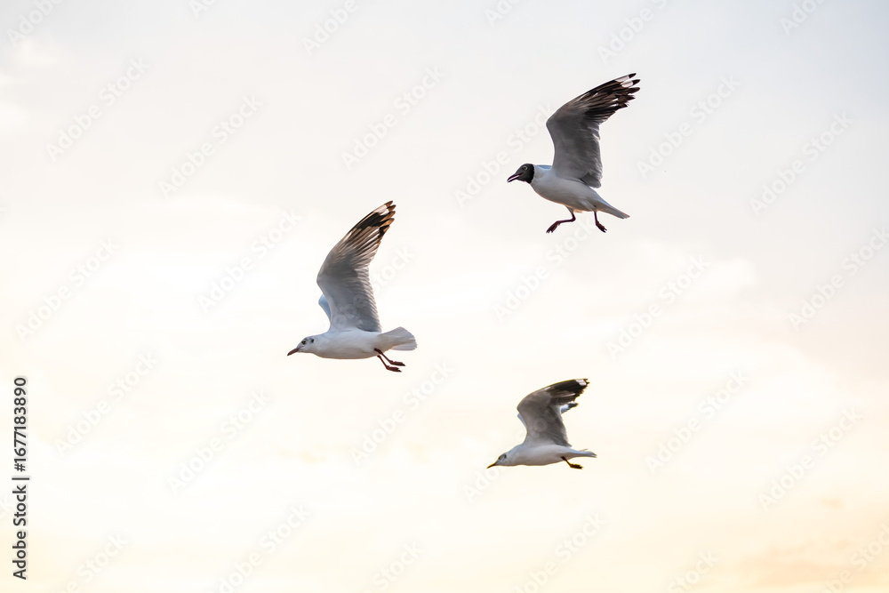 Obraz premium Many seagulls fleeing from the cold weather in Siberia come to Bang Pu, Samut Prakan Province, Thailand, from December to the end of March every year.