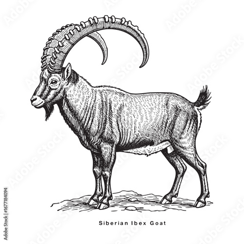 standing goat in sketch style. Siberian Ibex goat. Farm animal engraving vintage vector illustration