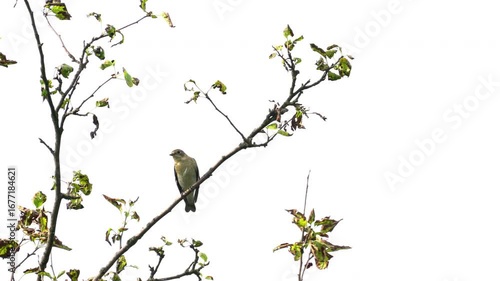 European Pied Flycatcher watching from a tree, female (Ficedula hypoleuca) - (4K)
