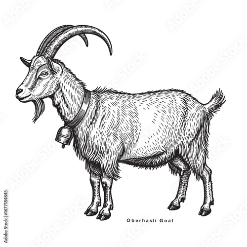 goat hand drawn vector illustration realistic sketch. Oberhasli Goat engraving illustration
