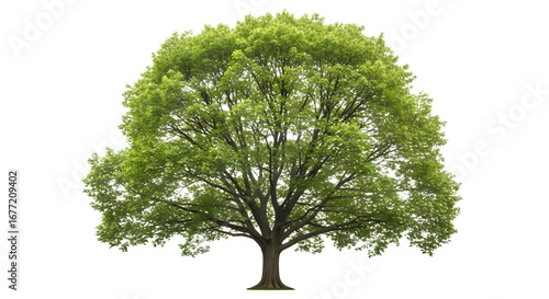 Single large green tree isolated on white background.