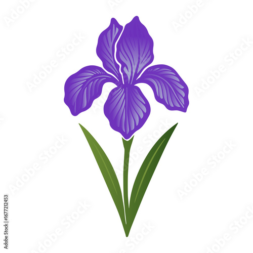 Iris Flower