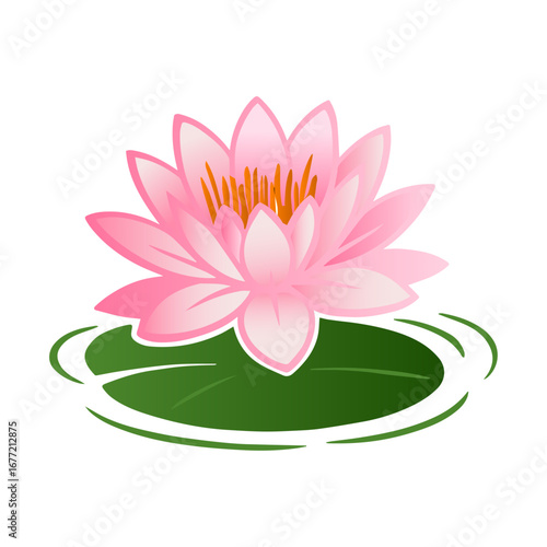 Water Lily Flower