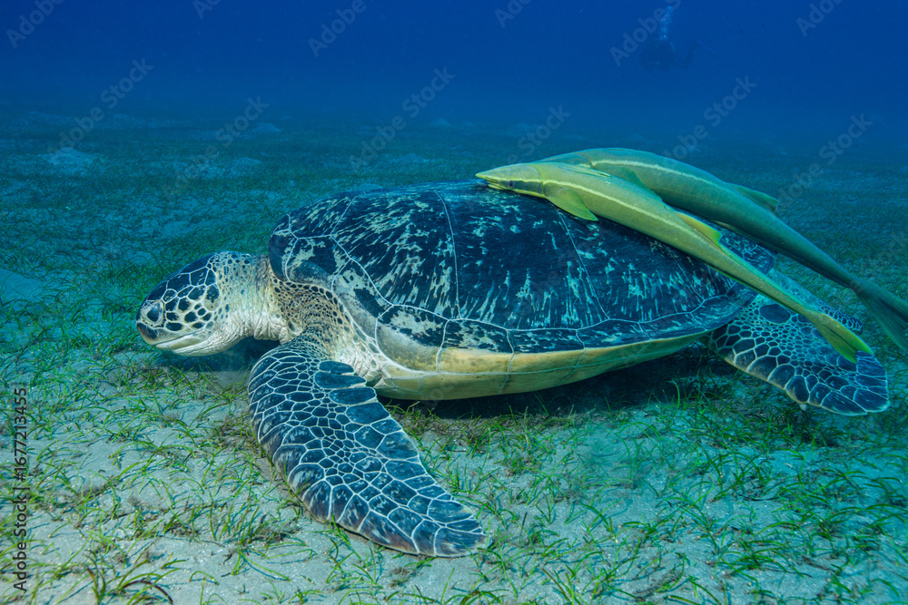 Fototapeta premium Egypt, Marsa Alam, Abu Dabab, Green Sea Turtle (Chelonia mydas) with Remora (Remora brachyptera)
