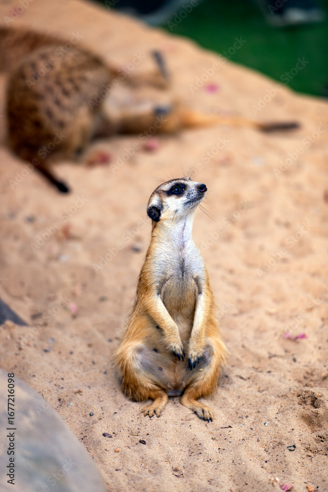 Fototapeta premium Curious Meerkat Standing Upright on Rock in Natural Habitat