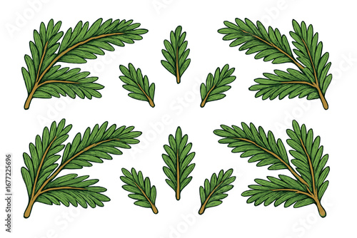 Christmas fir branches and pine twigs set. Vector illustration of evergreen tree elements for holiday winter decoration, border or frame. Festive nature concept design collection.