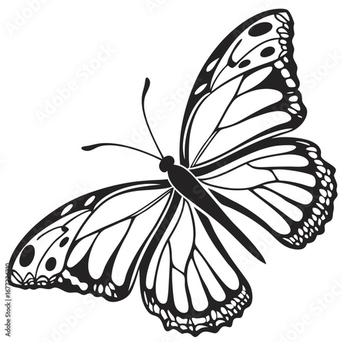Black and White Monarch Butterfly Line Art on a Transparent Background insect wing