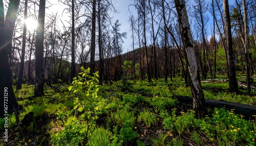 Forest regeneration after fire