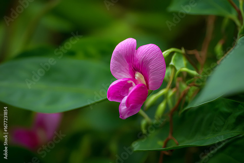 pink and yellow flower