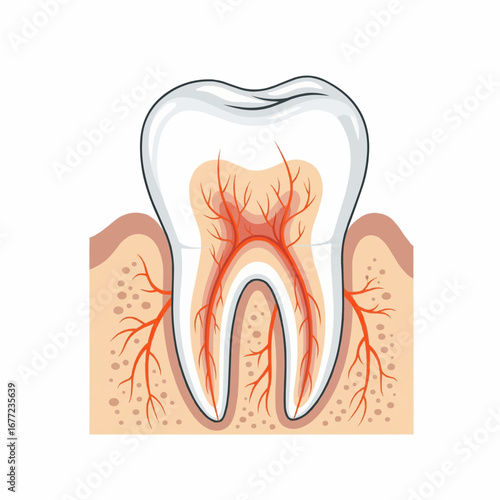 Detailed Illustration of Human Tooth Anatomy Showing Internal Nerves and Structure