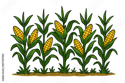 Corn cobs growing on stalks in a vibrant cornfield. Vector cartoon illustration of a corn plantation. Concept for agriculture, harvest, organic food, farming, and maize crop.
