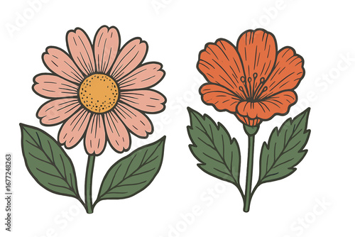 Hand-drawn vector illustration of two distinct colorful flowers with detailed petals and green leaves on plain background, floral botanical design, vector cartoon art, transparent
