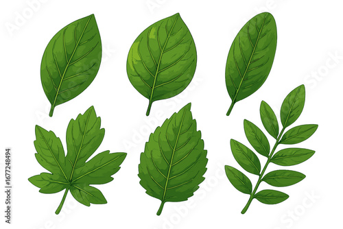 Detailed green leaf illustration set with varied shades and textures, flat vector style, cartoon botanical elements, transparent background, ordered natural foliage design