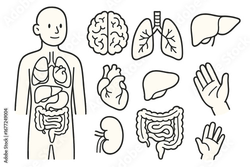 Human anatomy icon set. Simple line art of vital organs for educational use. Vector cartoon of body parts like brain, heart, lungs, liver, intestines, and kidney. Medical biology.