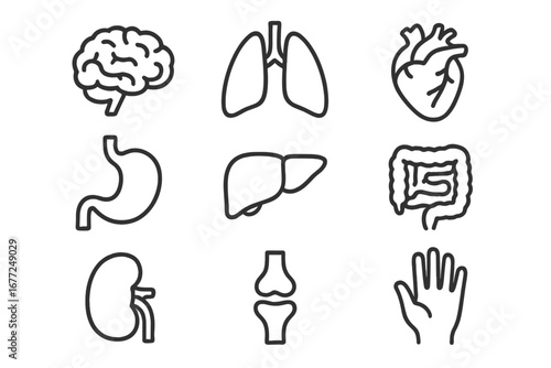 Human organs and body parts icon set. Vector line art symbols of brain, heart, lungs, stomach, liver, kidney, intestine, joint. Medical anatomy illustration for science.