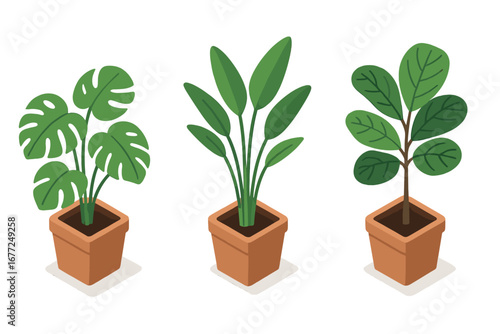 Indoor plant icon set. Isometric flat design vector of tropical potted plants. Features monstera deliciosa, bird of paradise, and fiddle leaf fig. Houseplant graphic collection.
