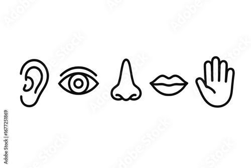 Minimalist line vector illustration of the five human senses. Sensory organs icons: eye for sight, ear for hearing, nose for smell, mouth for taste, and hand for touch.