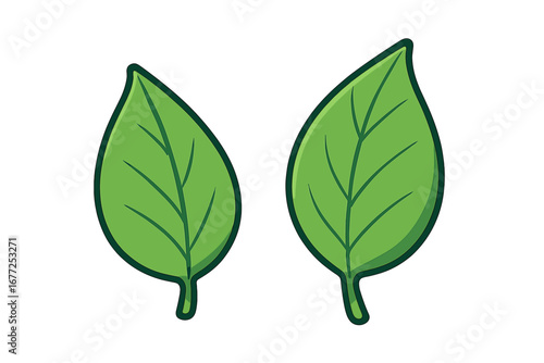 Two green leaves vector illustration. Natural organic plant icon. Eco friendly bio symbol for vegan food or cosmetic products. Simple cartoon foliage art on white background.