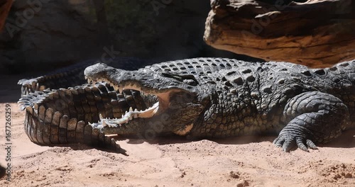 Crocodiles in an European open environment zoo.