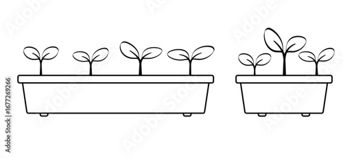 Flowers, plants growing tray. Cartoon growing seedling. Seedlings in a box. Propagate by cuttings. Saplings. Young seedling in ground and sprouts of plant. Vegetable seedlings growing at soil in pot. 