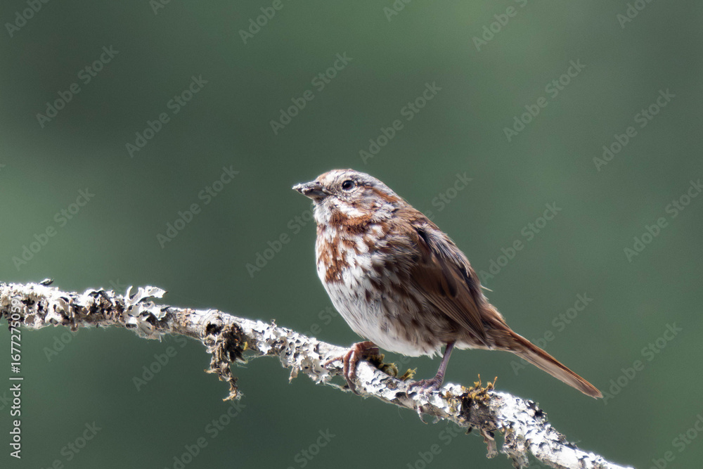 Fototapeta premium Adult song sparrow (Melospiza melodia) perched on a tree branch.