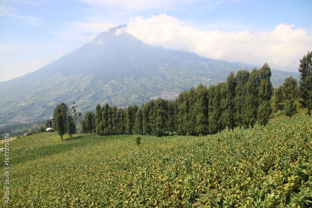 Fototapeta premium Green Tobacco field in agricultural garden The iconic silhouette of Mount looming over a vast expanse of green fields in the heart of countryside.