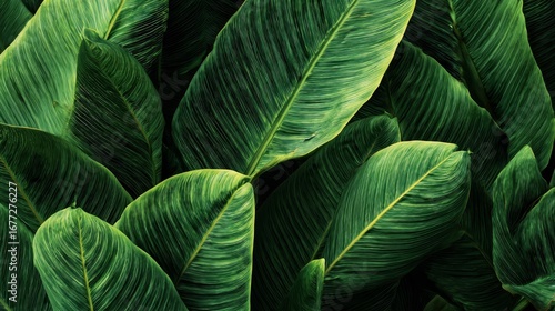 Tropical Plant Leaves Close Up with Rich Green Tones and Organic Texture