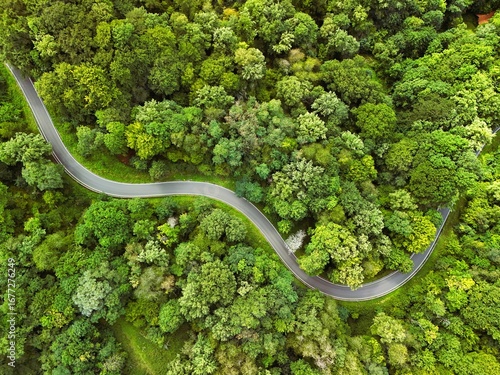 Aerial View of Curvy Road Through Dense Green Forest