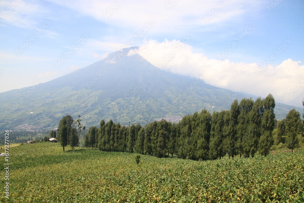 Fototapeta premium Green Tobacco field in agricultural garden The iconic silhouette of Mount looming over a vast expanse of green fields in the heart of countryside.