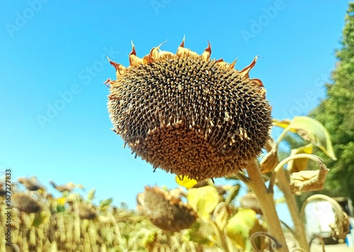 sunflower in the field, Ripe sunflower head ready for harvest on a sunny day