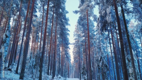 Winter wonderland exploration snow-covered forest nature photography frosty environment serene perspective tranquil beauty