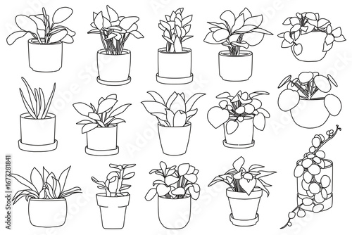 Set of plant in pot hand drawn vector illustrations house plant, home decoration