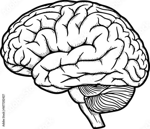Human brain side view Isolated vector illustration. brain doodle