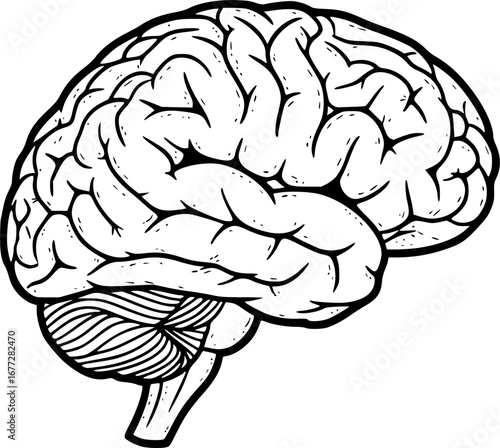 Human brain side view Isolated vector illustration. brain doodle