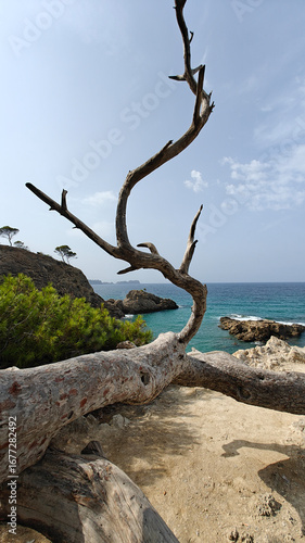 Skeleton of a dead tree. Mallorca, beach in Paguera.
