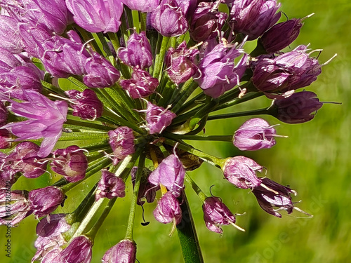 Allium Globemaster. allium bulbs