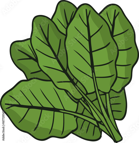 Vector illustration of spinach